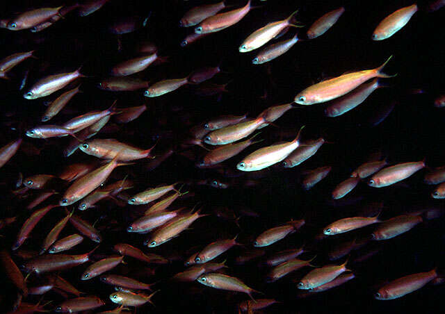 Image of Magenta slender anthias