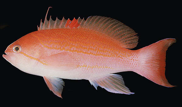 Image de Pseudanthias luzonensis (Katayama & Masuda 1983)