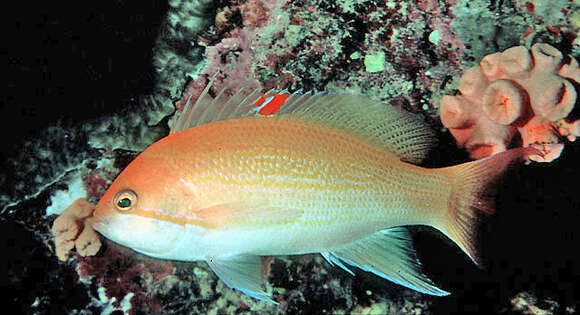 Image de Pseudanthias luzonensis (Katayama & Masuda 1983)