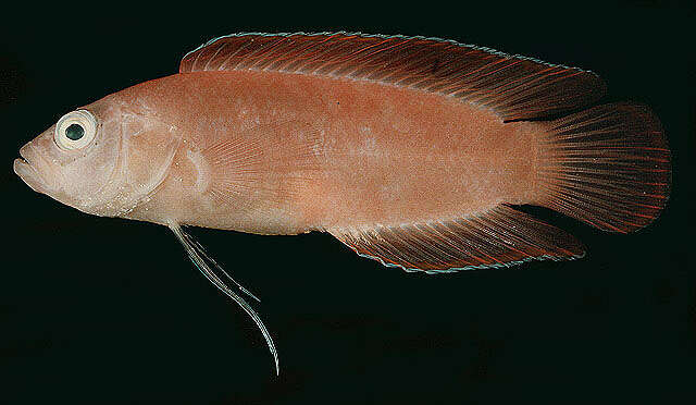 Image of Big-eye dottyback