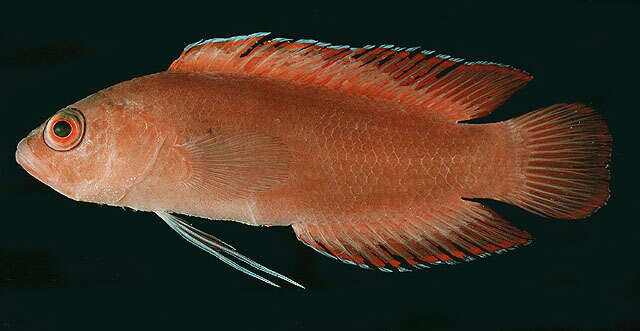 Image of Big-eye dottyback