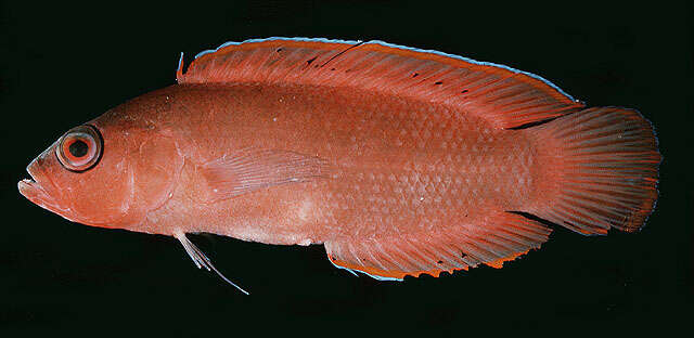 Image of Big-eye dottyback