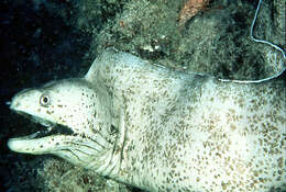 Image of Brown speckled eel