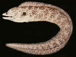 Image of Brown speckled eel