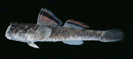 Image of Barred mudskipper