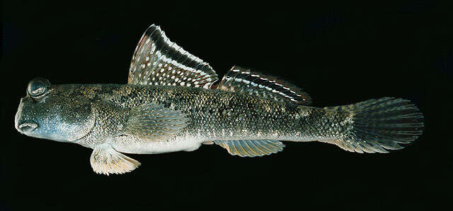 Image of Barred mudskipper