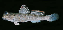 Image of Common mudskipper