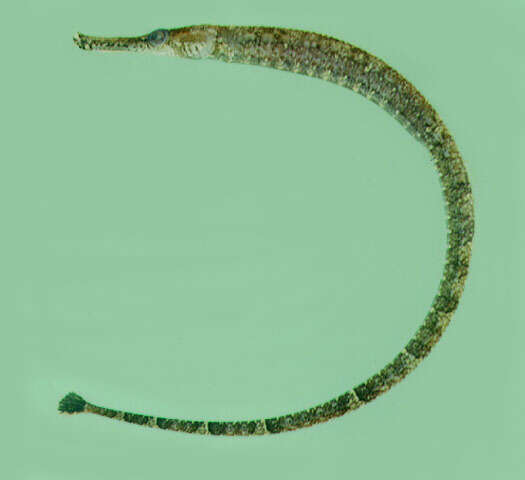 Image of Banded freshwater pipefish