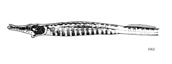 Image of Banded freshwater pipefish