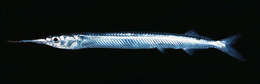 Image of Acute halfbeak