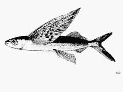 Image of Flyingfish