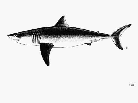 Image of Carcharodon