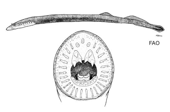 Image of Mordaciidae