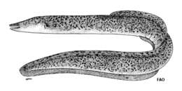 Image of Speckled longfin eel