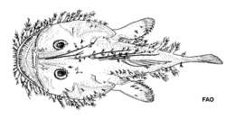 Image of Challenger monkfish