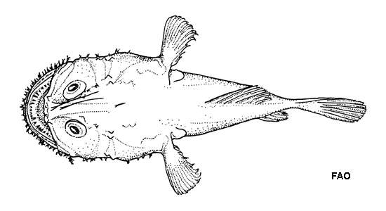 Image of Shortspine goosefish