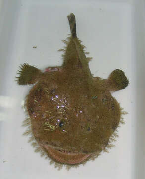 Image of Black-mouthed goosefish