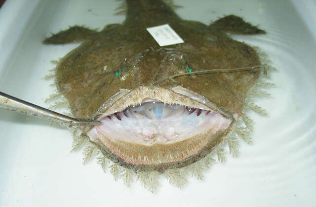 Image of Black-mouthed goosefish