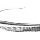 Sivun Aspredinichthys filamentosus (Valenciennes 1840) kuva