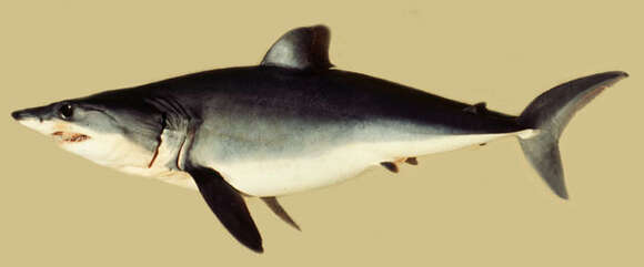 Image of mackerel sharks