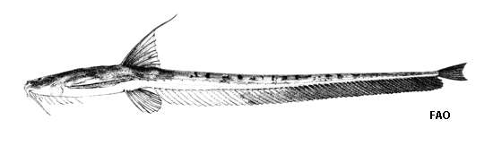 Sivun Aspredinichthys tibicen (Valenciennes 1840) kuva