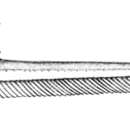 Image of Banjo catfish
