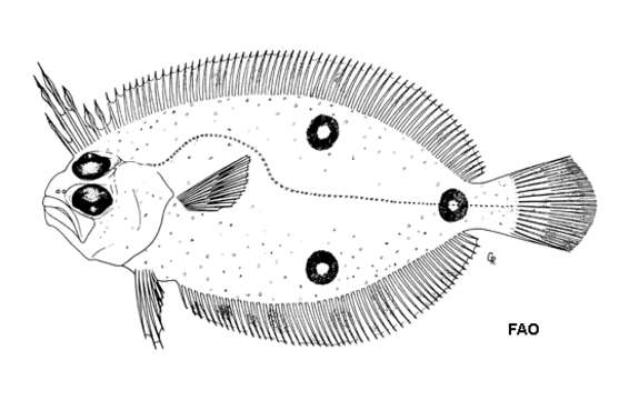 Imagem de Ancylopsetta cycloidea Tyler 1959