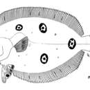 Image de Rombou à quatre yeux