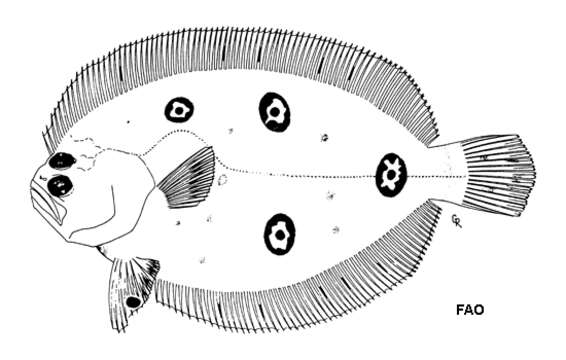 Plancia ëd Ancylopsetta kumperae Tyler 1959