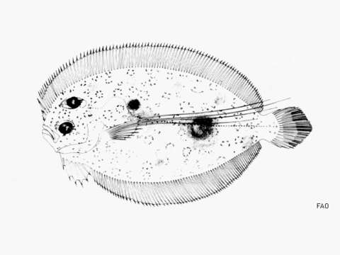 Image of Maculated Flounder