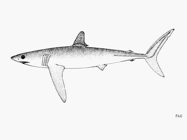 Image of Longfin Mako