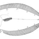 Sivun Trichopsetta caribbaea Anderson & Gutherz 1967 kuva