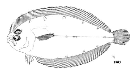 Sivun Trichopsetta caribbaea Anderson & Gutherz 1967 kuva