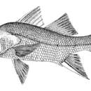 Image of Constantino snook