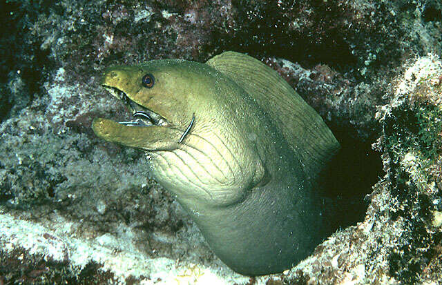 Image of Black Moray