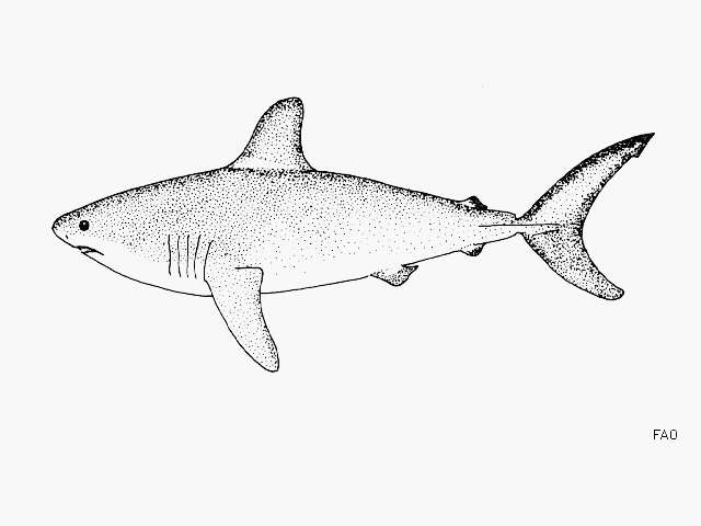 Image of Salmon Shark