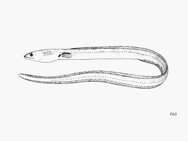 Image of Dusky Snake Eel