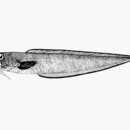 Image of Dusky cusk eel