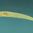 Image of Blackedge Cusk-eel