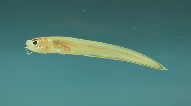 Image of Blackedge Cusk-eel