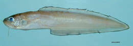 Image of Blackedge Cusk-eel