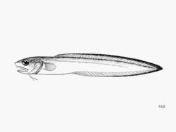 Image of Blackedge Cusk-eel