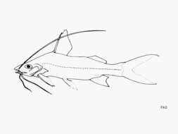 Image of Bloch&#39;s catfish