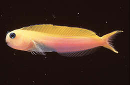 Image of Midas coralblenny