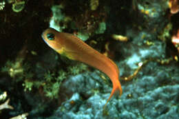 Image of Midas coralblenny