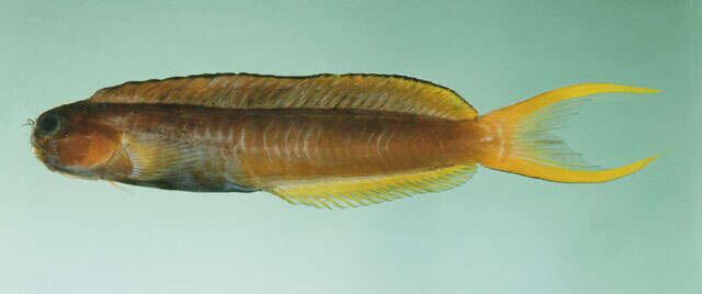 Image of Midas coralblenny