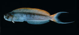 Image of Midas coralblenny