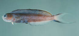 Image of Midas coralblenny