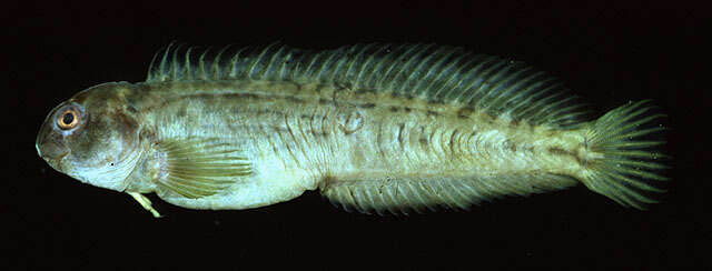 Image of Japanese Blenny