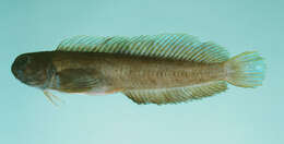 Image of Japanese Blenny